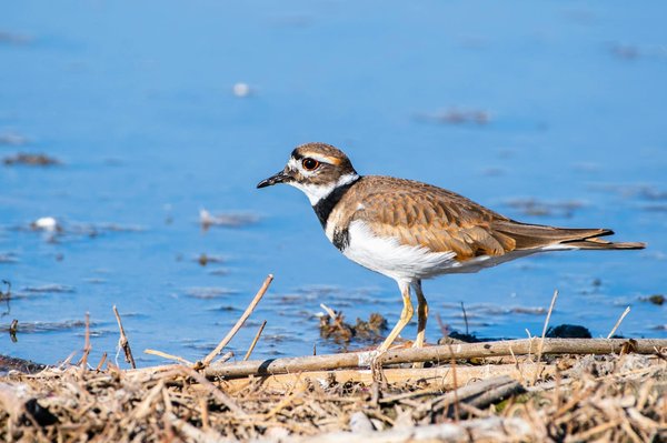 Les appeaux limicoles : de quoi s'agit-il en réalité ?